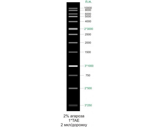 ДНК маркер молекулярного веса, M1Kb